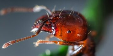 Foto: Jimmy Chan/Pexels