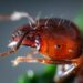 Foto: Jimmy Chan/Pexels