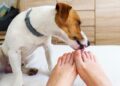 O que significa quando um cão lambe seus pés, segundo especialistas