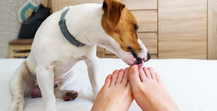 O que significa quando um cão lambe seus pés, segundo especialistas