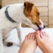 O que significa quando um cão lambe seus pés, segundo especialistas