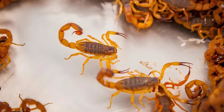 Afinal, mito ou verdade? O que ninguém contou sobre galinhas e escorpiões