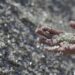 Brasil no centro das atenções globais: encontrada uma das maiores raridades da Terra