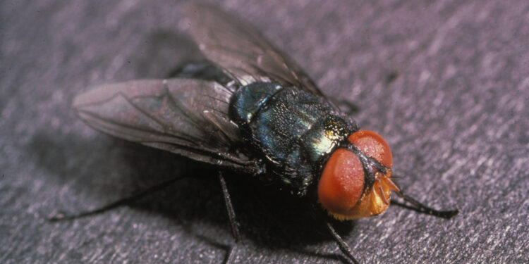 Perigo real: parasita carnívoro é detectado em humanos pela primeira vez nos EUA