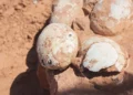 80 milhões de anos depois, os dinossauros voltam a chocar o Brasil