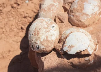 80 milhões de anos depois, os dinossauros voltam a chocar o Brasil
