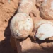 80 milhões de anos depois, os dinossauros voltam a chocar o Brasil