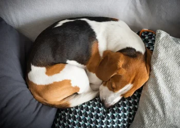 O que significa quando seu cachorro se deita sobre suas roupas, segundo os especialistas