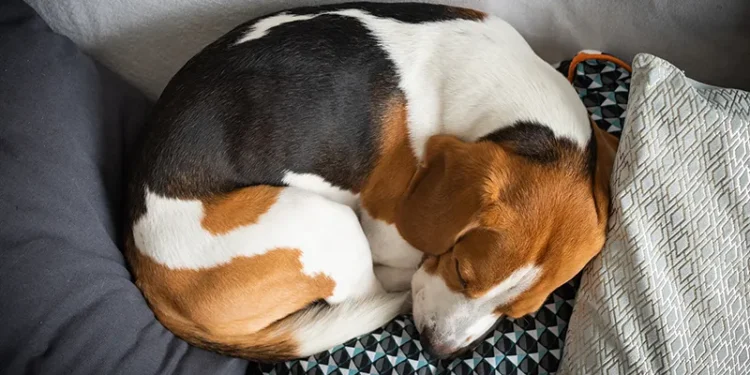 O que significa quando seu cachorro se deita sobre suas roupas, segundo os especialistas