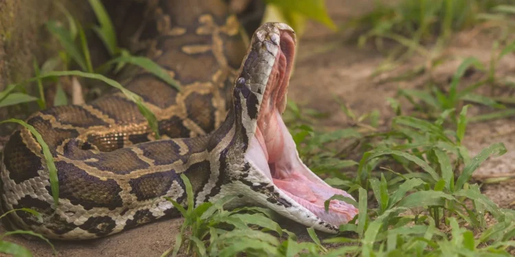 7 metros e mais de 40kg: essa cobra conseguiu engolir um homem inteiro