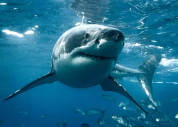 Monstro do mar: o maior tubarão branco já visto no Atlântico é registrado