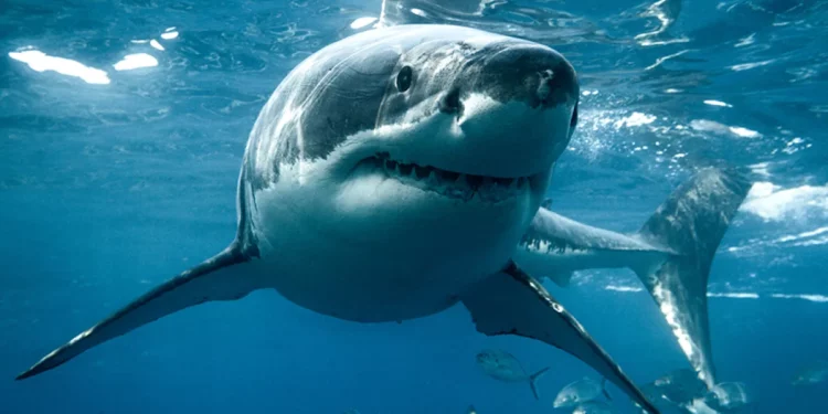 Monstro do mar: o maior tubarão branco já visto no Atlântico é registrado