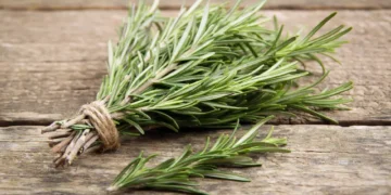 Por que queimar alecrim está voltando a ser tendência em casas e jardins?