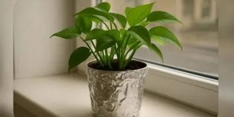 Você nunca imaginou: papel alumínio nos vasos faz milagres pelas suas plantas