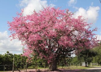 A árvore perfeita para sua casa: sombra e beleza em um só