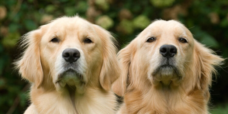 Reprodução: Freepik (wirestock)