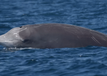 Especialistas emitem alerta após descoberta alarmante no estômago de uma baleia: evento raro e trágico