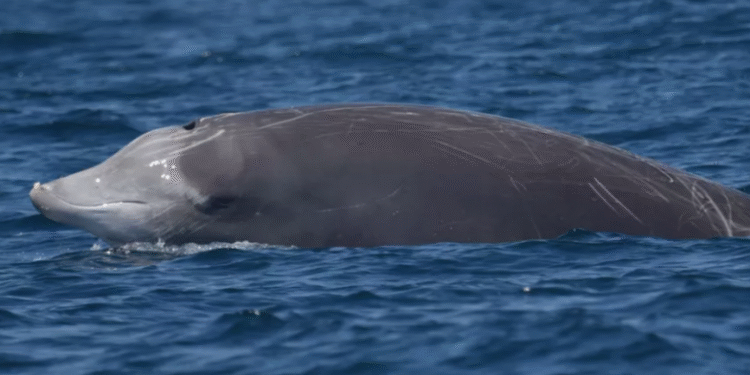 Especialistas emitem alerta após descoberta alarmante no estômago de uma baleia: evento raro e trágico