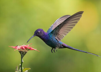 Mensagem dos céus? Descubra o simbolismo de um beija-flor chegando até você