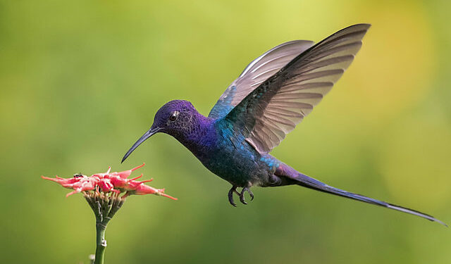 Mensagem dos céus? Descubra o simbolismo de um beija-flor chegando até você