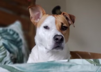 O que significa que uma pessoa não goste de cães, segundo a psicologia