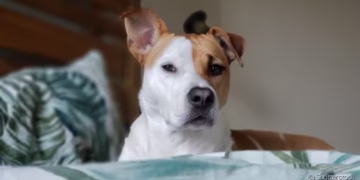 O que significa que uma pessoa não goste de cães, segundo a psicologia
