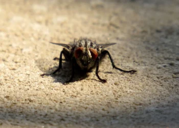 Por que as moscas esfregam as patas?