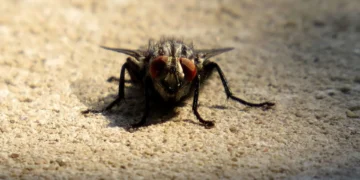 Por que as moscas esfregam as patas?