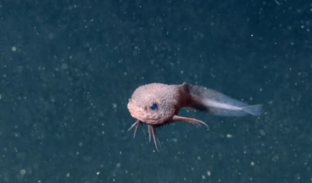 Cientistas em choque: novo peixe parece ter saído diretamente de um desenho animado