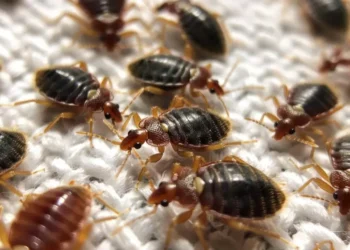 Alerta máximo: essas plantas estão atraindo percevejos para dentro da sua casa