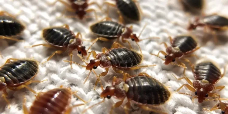 Alerta máximo: essas plantas estão atraindo percevejos para dentro da sua casa