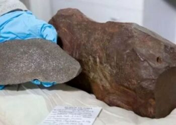 Foto: Museums Victoria (via Mirror)