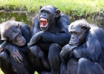 Humanos e chimpanzés realmente compartilham quase 99% do DNA?