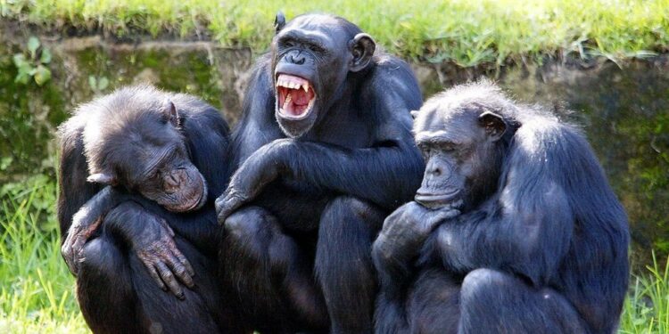 Humanos e chimpanzés realmente compartilham quase 99% do DNA?