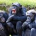 Humanos e chimpanzés realmente compartilham quase 99% do DNA?