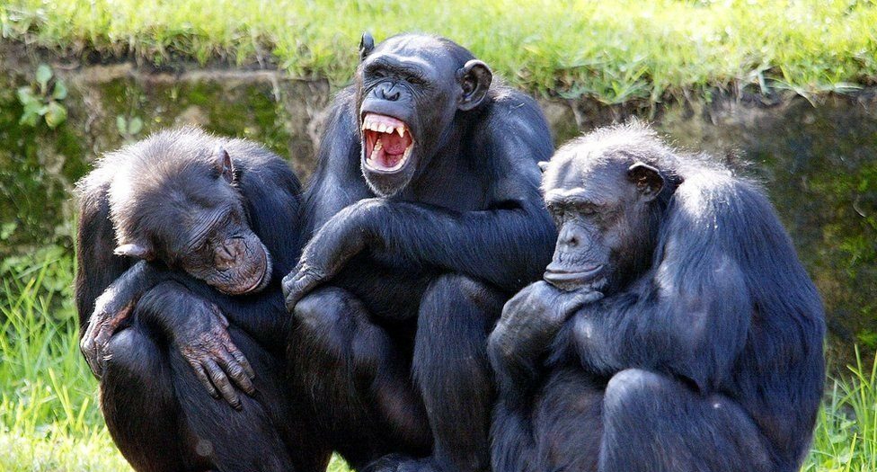 Humanos e chimpanzés realmente compartilham quase 99% do DNA?