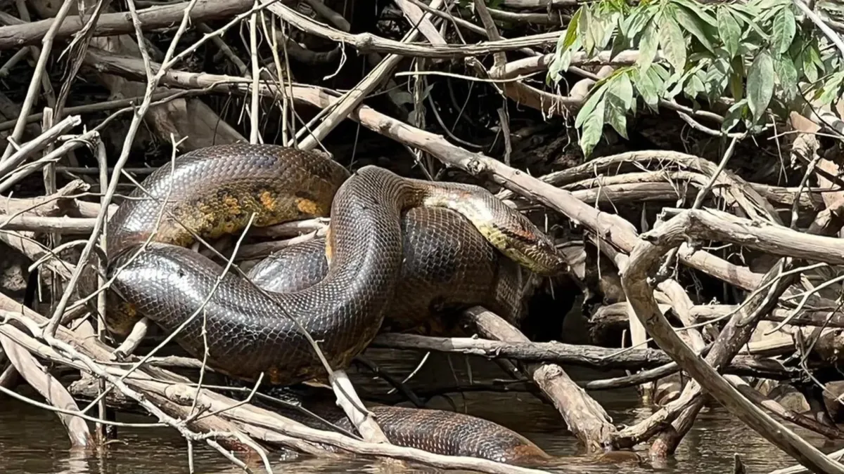 A maior sucuri de todos os tempos é encontrada durante show de Will Smith na Amazônia