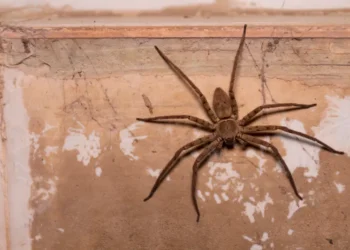 Como afastar as aranhas de casa com a chegada do calor?