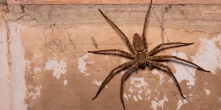 Como afastar as aranhas de casa com a chegada do calor?