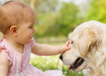 Bebês expostos a cães podem ter menor risco de asma, revela estudo