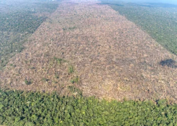 Reprodução: Greenpeace (Victor Moriyama)