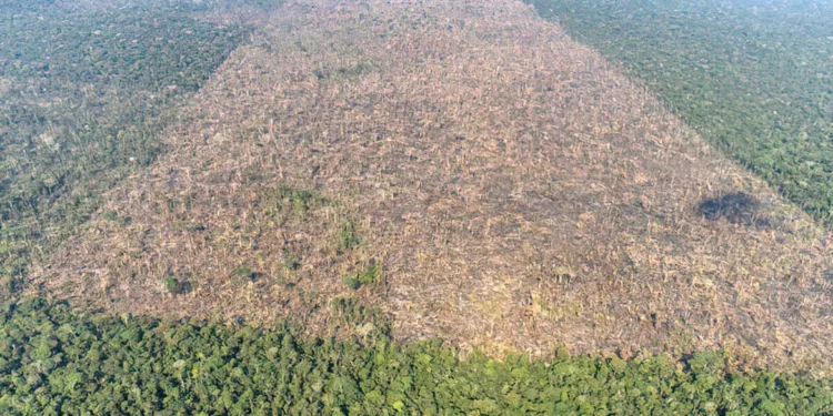 Reprodução: Greenpeace (Victor Moriyama)