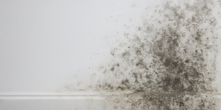 Como tirar o mofo da parede de forma prática e muito simples