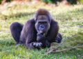 Descoberta única: imagens mostram a espécie de macaco mais raro do planeta em santuário africano