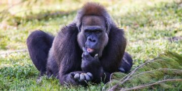 Descoberta única: imagens mostram a espécie de macaco mais raro do planeta em santuário africano