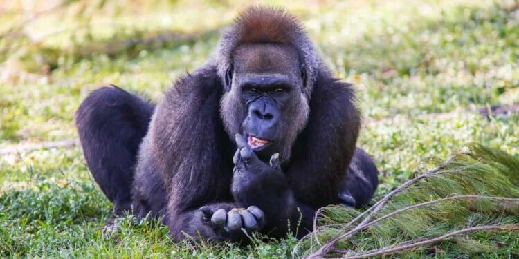Descoberta única: imagens mostram a espécie de macaco mais raro do planeta em santuário africano