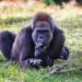 Descoberta única: imagens mostram a espécie de macaco mais raro do planeta em santuário africano