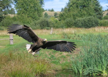 Depois de centenas de anos, esta espécie rara de pássaro está de volta, e cientistas estão entusiasmados