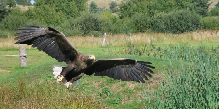 Depois de centenas de anos, esta espécie rara de pássaro está de volta, e cientistas estão entusiasmados