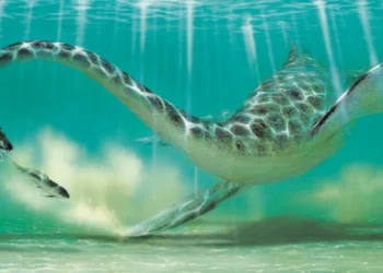 Monstro marinho de 12 metros: descobriram uma espécie que não se parece com nenhum animal conhecido até hoje